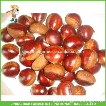 Natural Fresh Chestnut